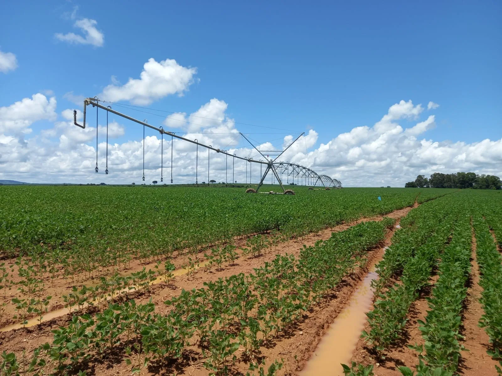 Fazenda Com Pivôs Próximo A Lagamar Dos Coqueiros Em Coromandel/Mg