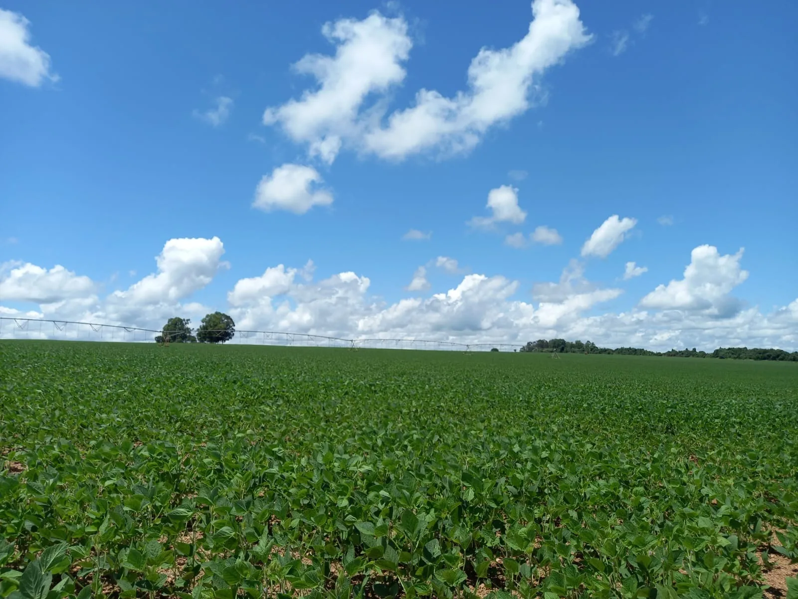 Fazenda Com Pivôs Próximo A Lagamar Dos Coqueiros Em Coromandel/Mg