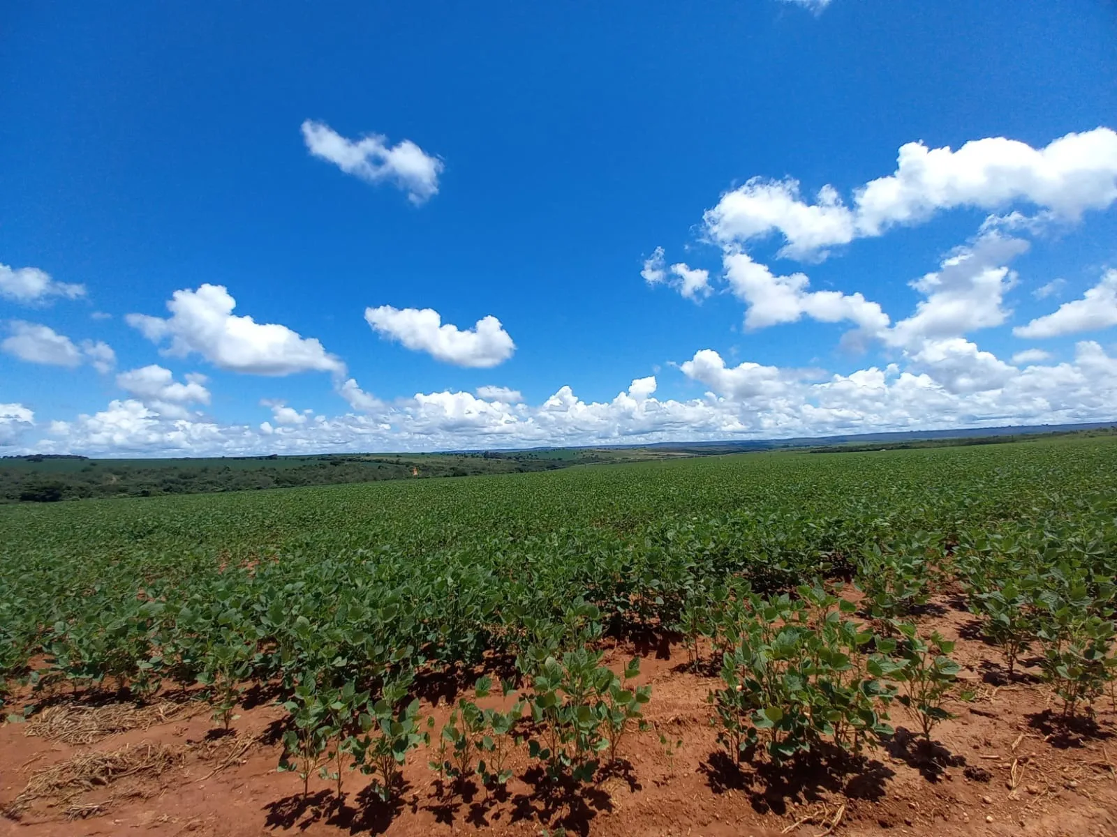 Fazenda Com Pivôs Próximo A Lagamar Dos Coqueiros Em Coromandel/Mg