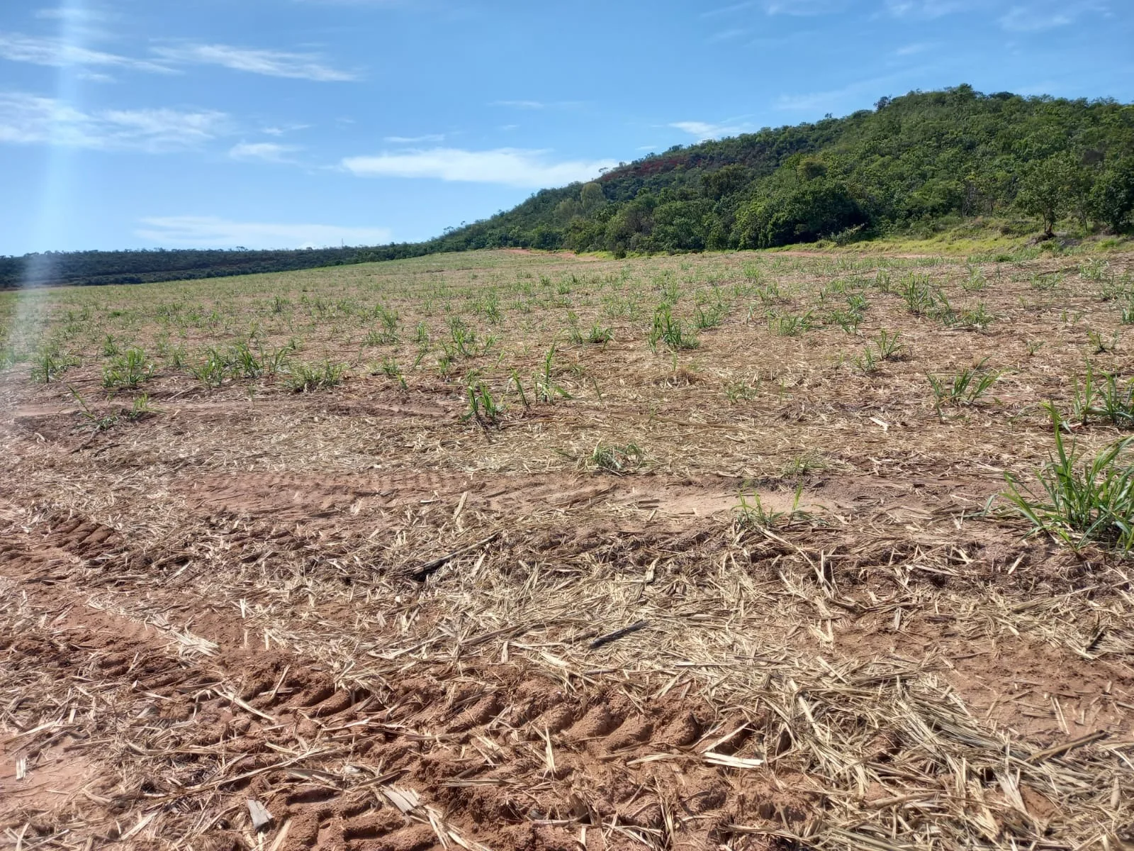 Fazenda Canavieira Em Veredas, Município De João Pinheiro