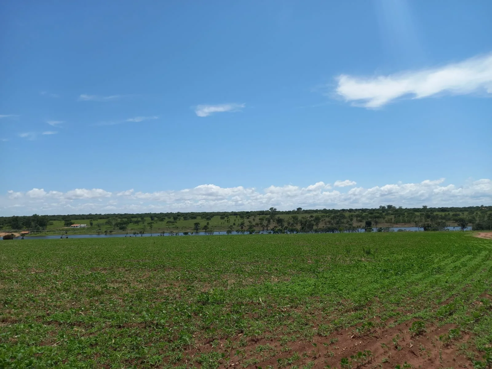 Fazenda Com Pivôs Em João Pinheiro / Mg