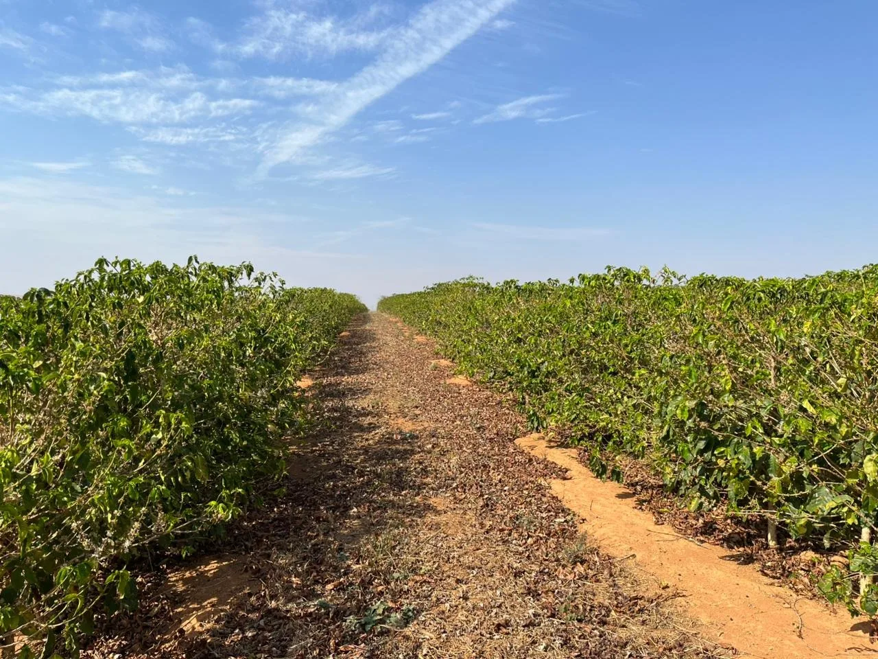Fazenda Com Café Na Região De Santa Luzia Dos Barros
