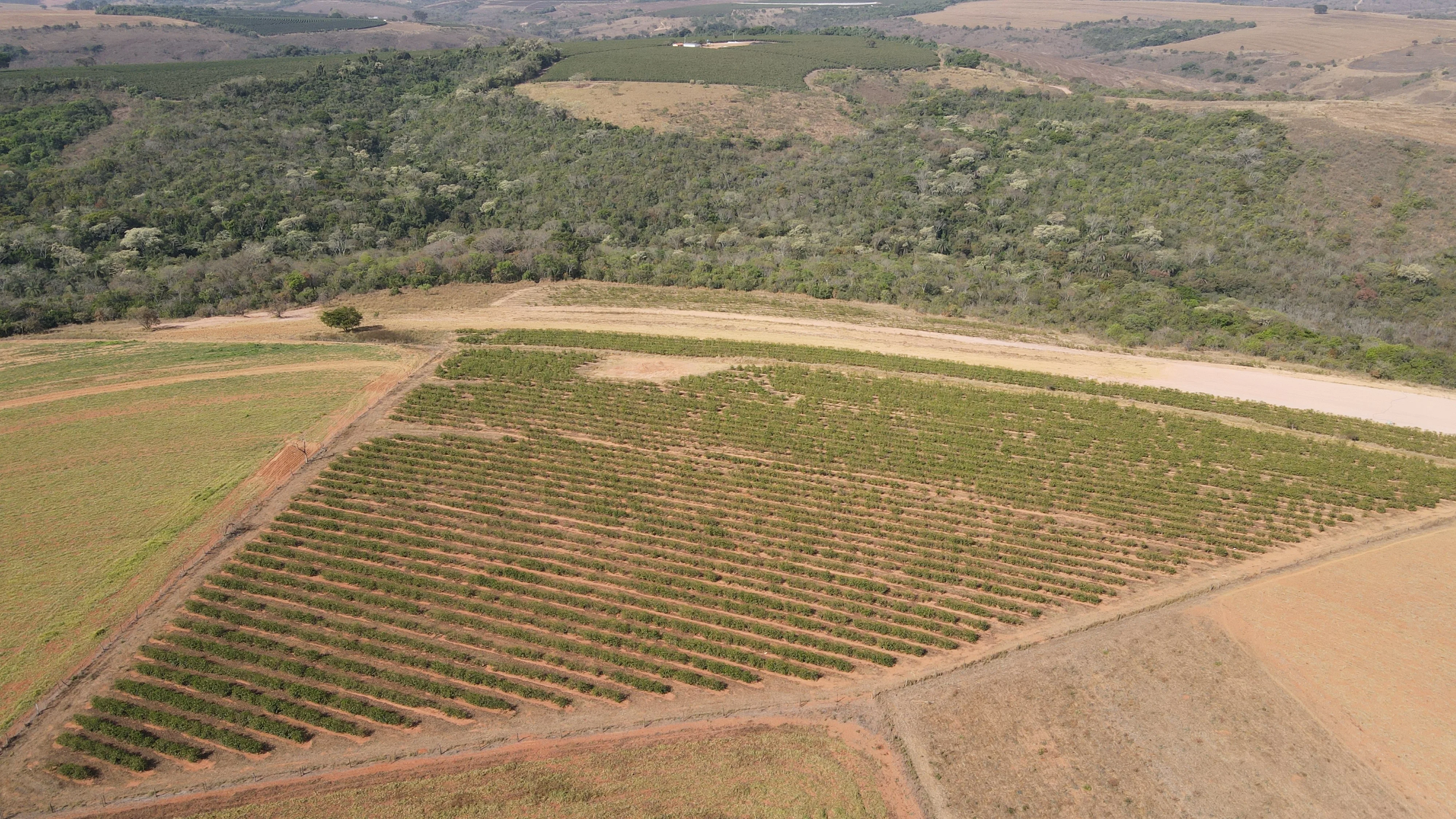 Fazenda Com Café Na Região De Santa Luzia Dos Barros