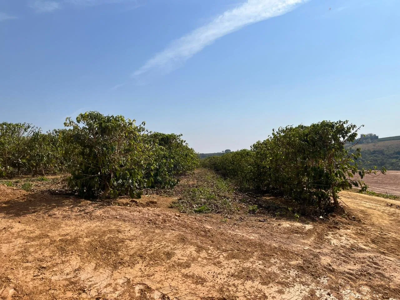 Fazenda Com Café Na Região De Santa Luzia Dos Barros