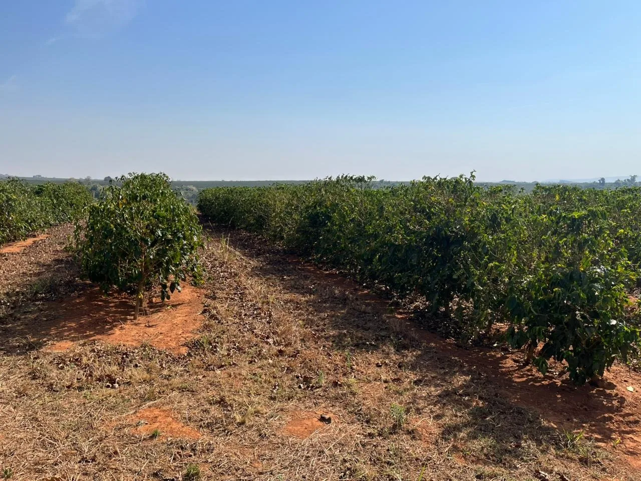 Fazenda Com Café Na Região De Santa Luzia Dos Barros