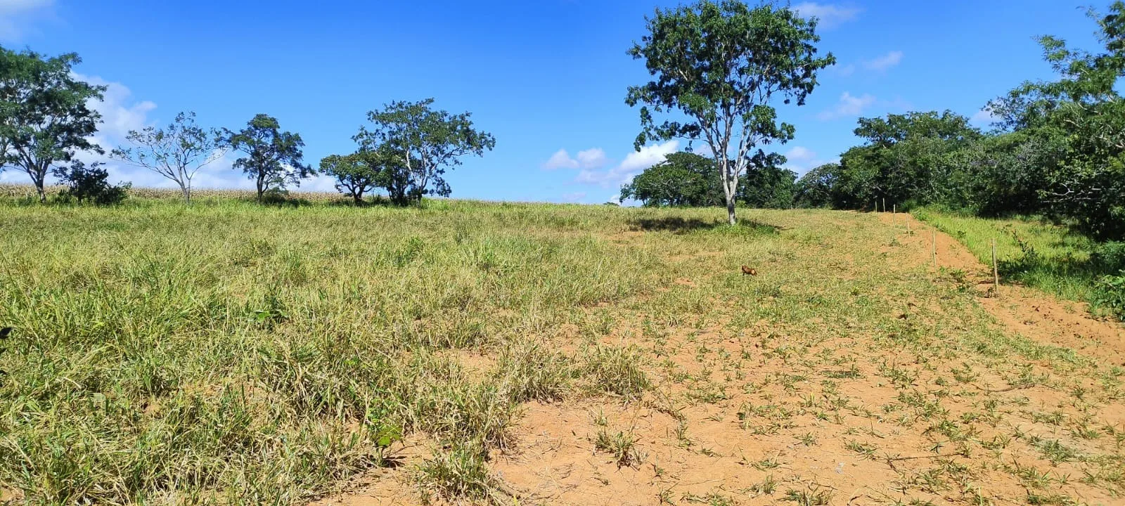 Fazenda Dupla Aptidão A Venda Em Lagamar - Mg
