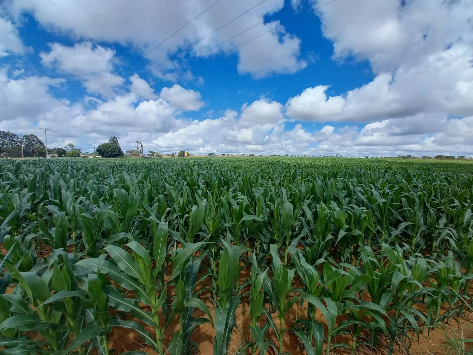 FAZENDA ALTAMENTE RENTÁVEL ENTRE COROMANDEL E PATROCÍNIO-MG.