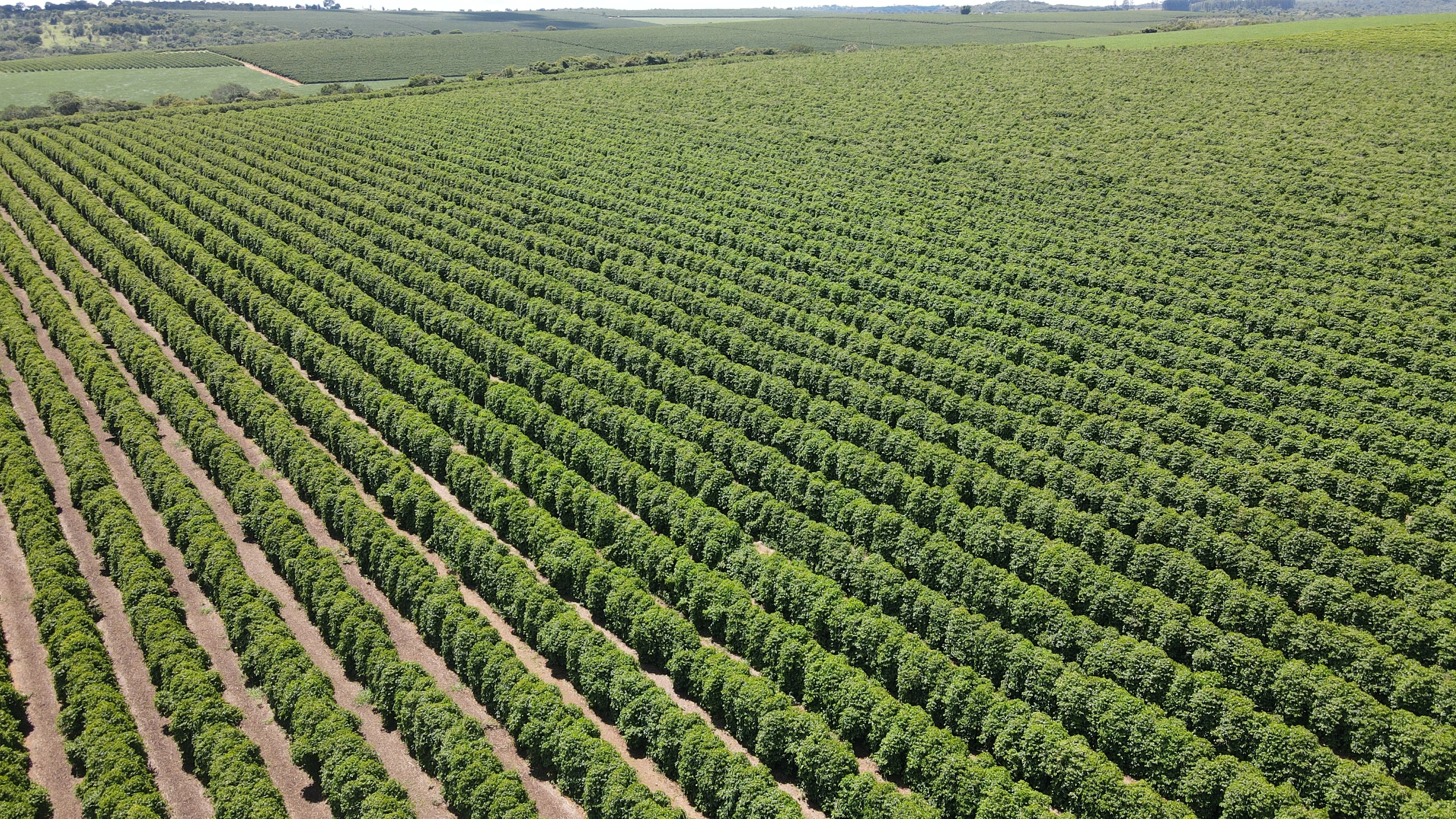 FAZENDA PRODUTORA DE CAFÉ À VENDA EM PATROCÍNIO/MG