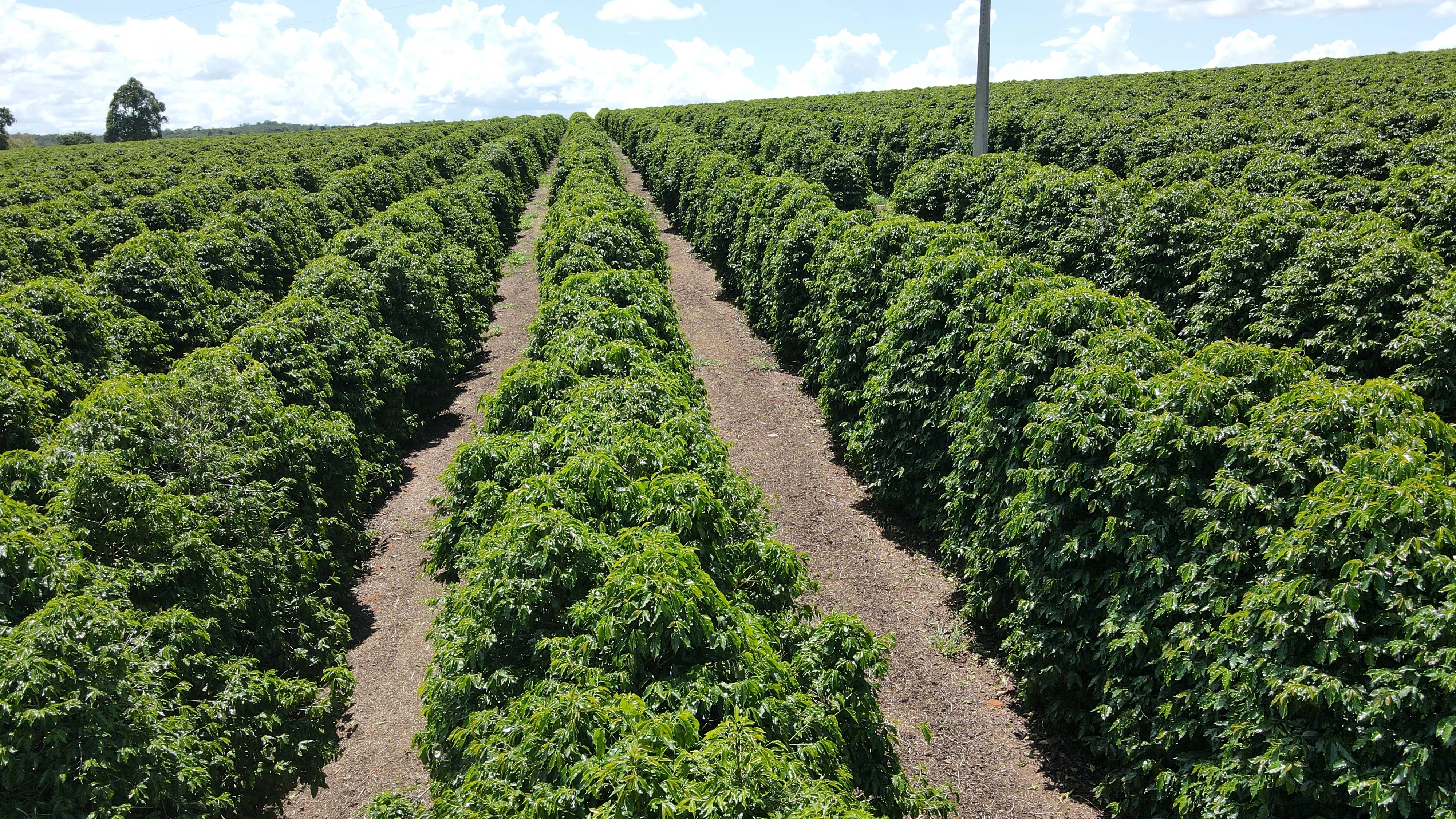 FAZENDA PRODUTORA DE CAFÉ À VENDA EM PATROCÍNIO/MG