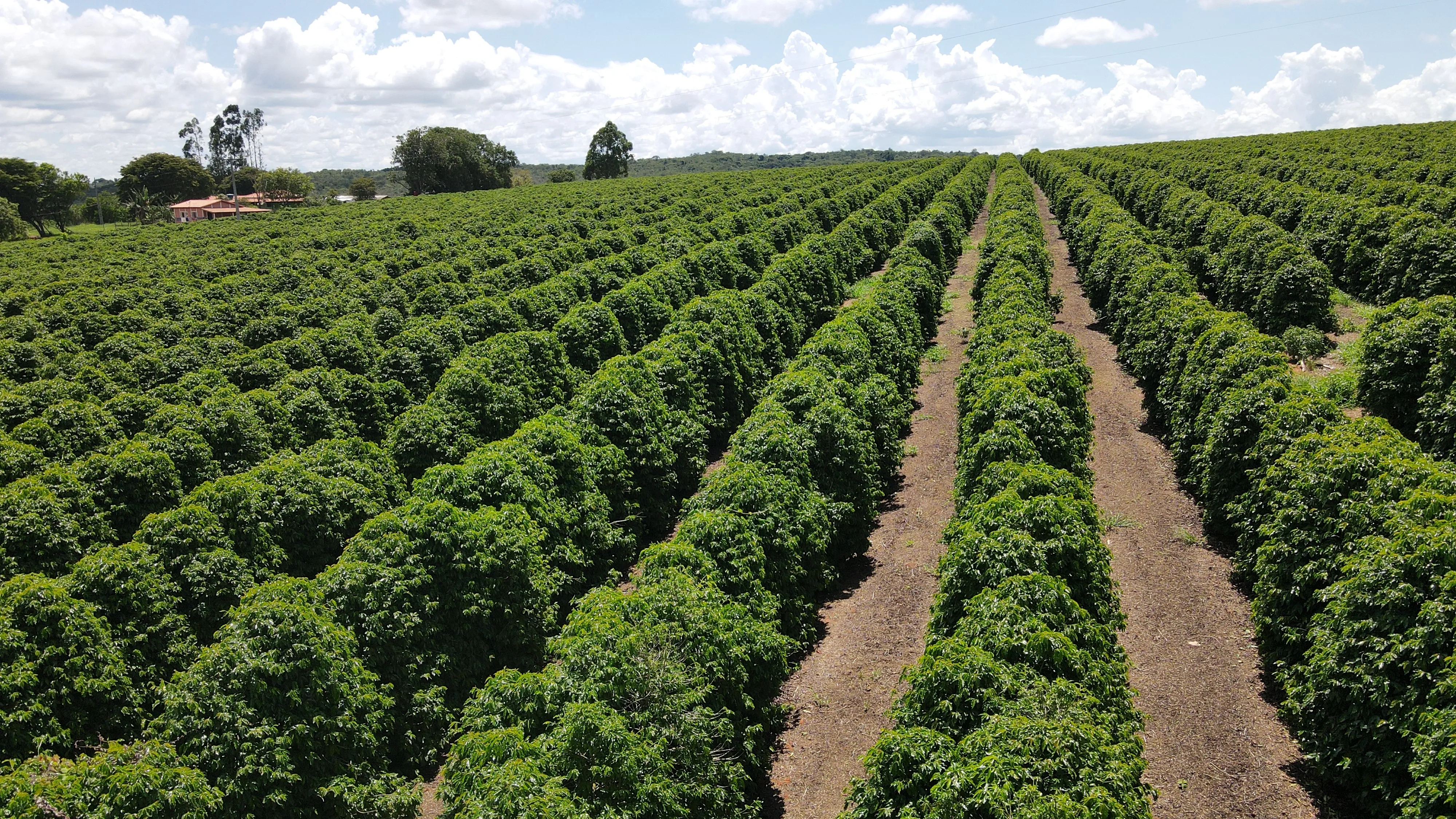 FAZENDA PRODUTORA DE CAFÉ À VENDA EM PATROCÍNIO/MG