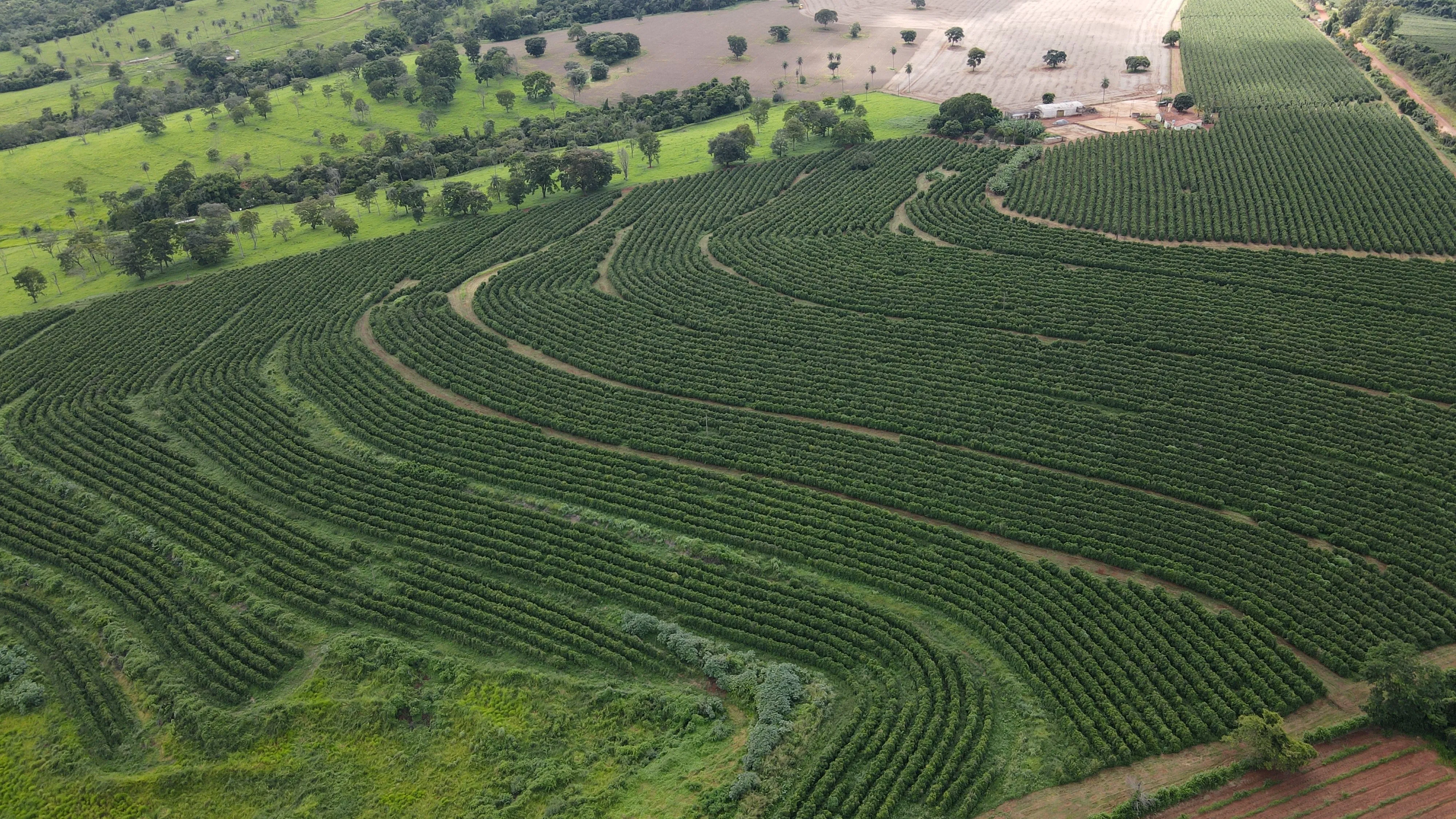 FAZENDA PRODUTORA DE CAFÉ NA REGIÃO DE MACAÚBAS DE CIMA