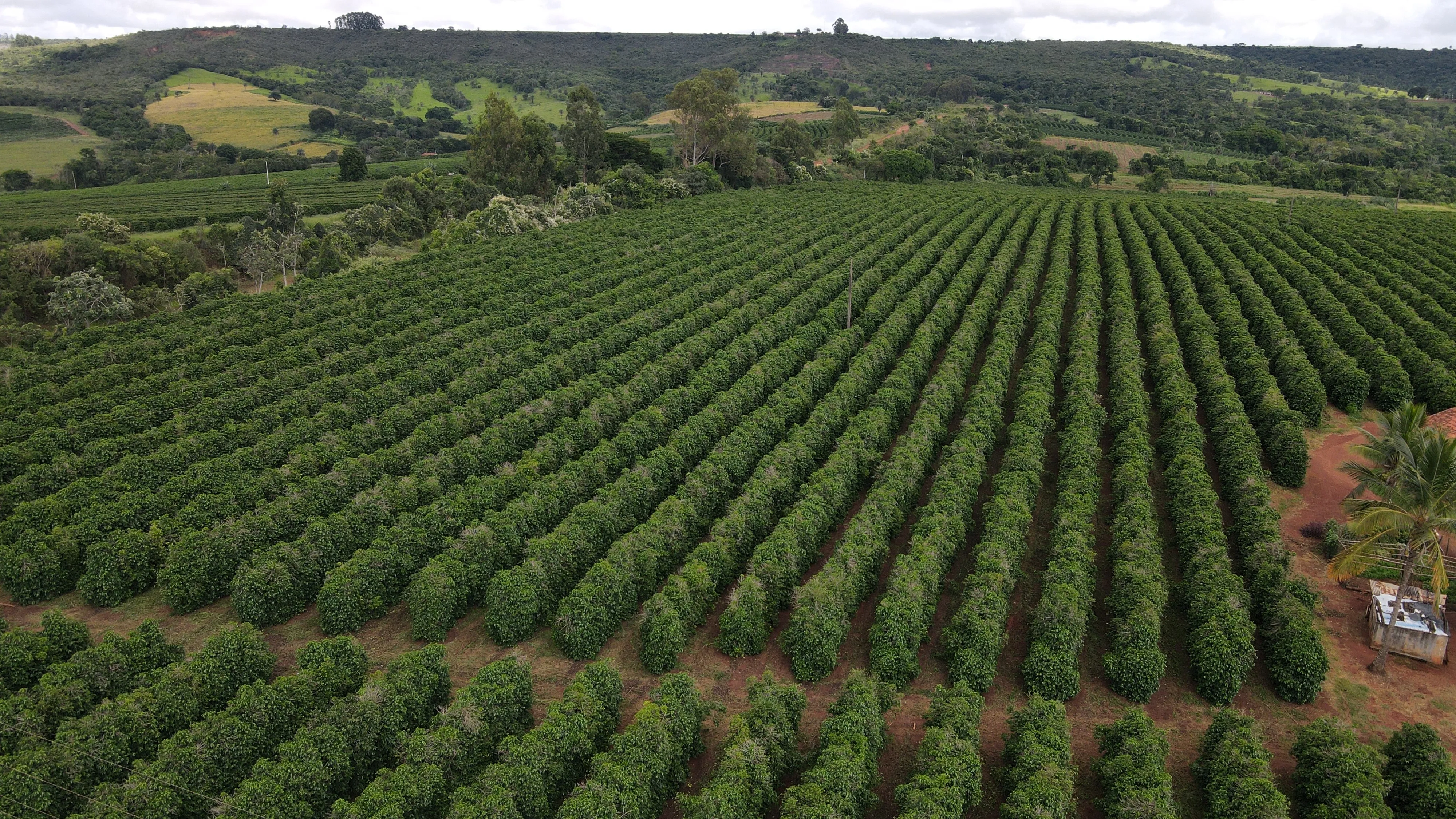 FAZENDA PRODUTORA DE CAFÉ NA REGIÃO DE MACAÚBAS DE CIMA