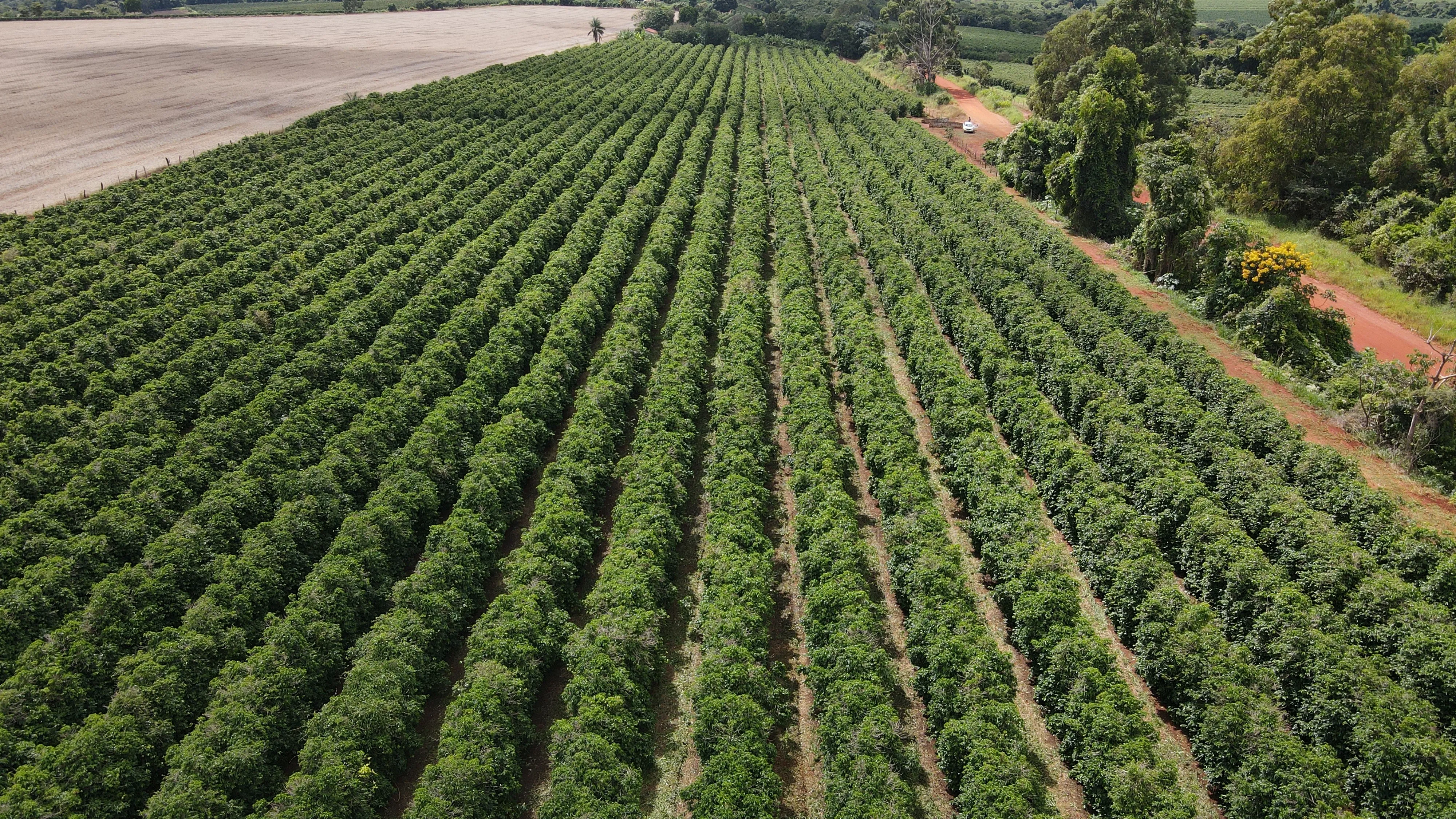 FAZENDA PRODUTORA DE CAFÉ NA REGIÃO DE MACAÚBAS DE CIMA