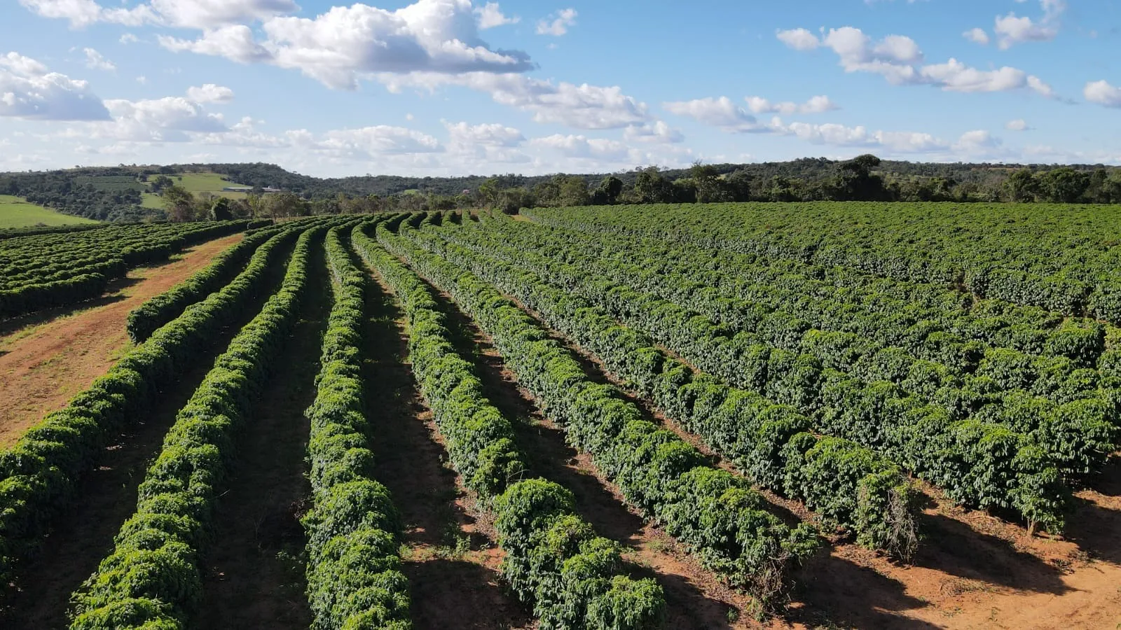 FAZENDA PRODUTORA DE CAFÉ NA REGIÃO DE MACAÚBAS DE CIMA