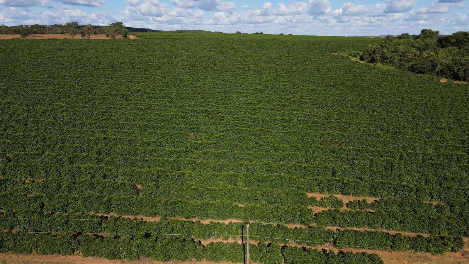 FAZENDA CAFEEIRA COM GRANJA DE SUÍNOS EM PATROCÍNIO/MG