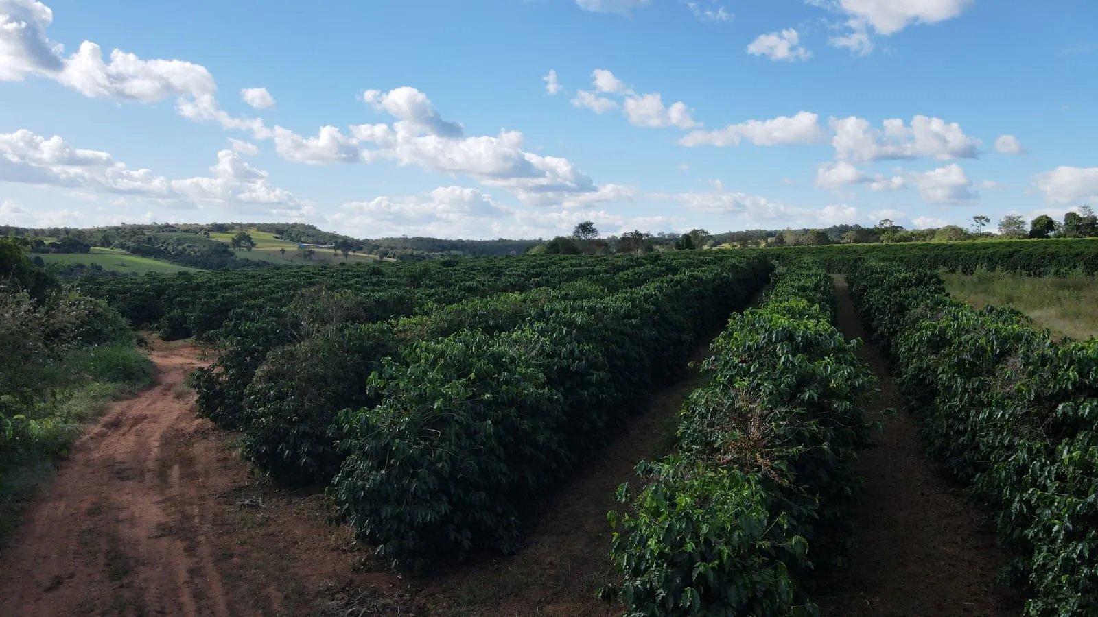 FAZENDA CAFEEIRA COM GRANJA DE SUÍNOS EM PATROCÍNIO/MG