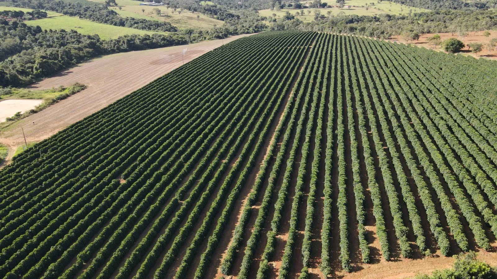 FAZENDA CAFEEIRA COM GRANJA DE SUÍNOS EM PATROCÍNIO/MG