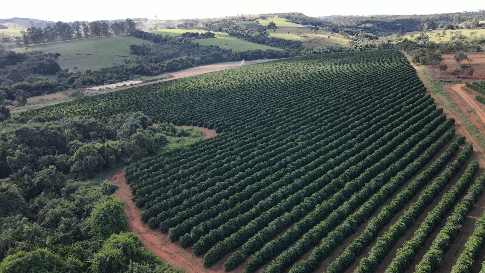 FAZENDA CAFEEIRA COM GRANJA DE SUÍNOS EM PATROCÍNIO/MG