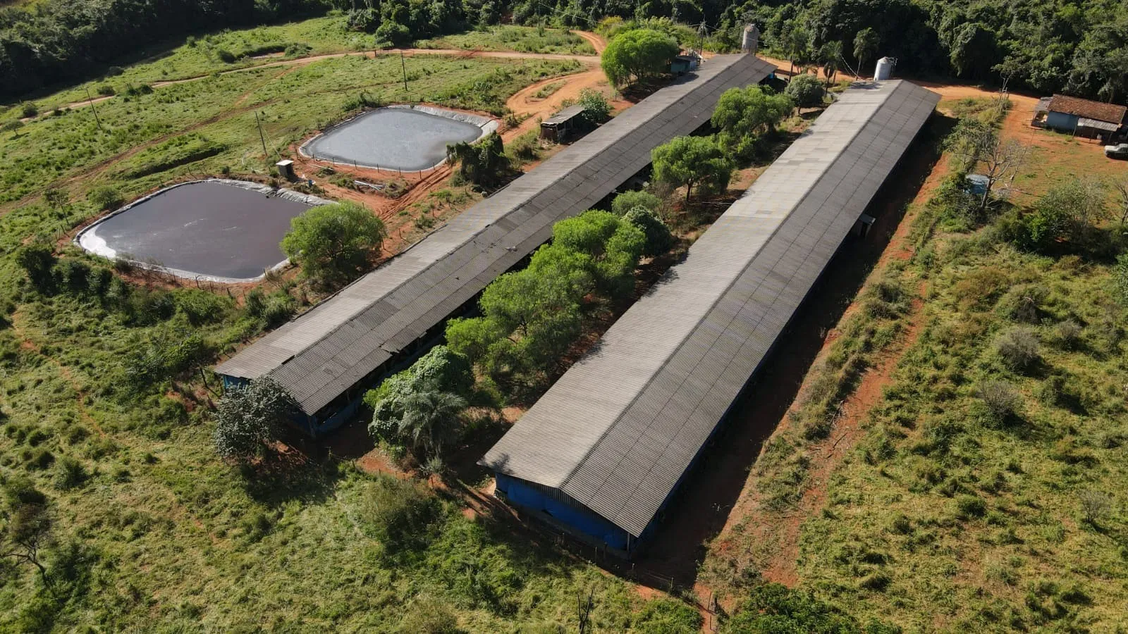 FAZENDA CAFEEIRA COM GRANJA DE SUÍNOS EM PATROCÍNIO/MG