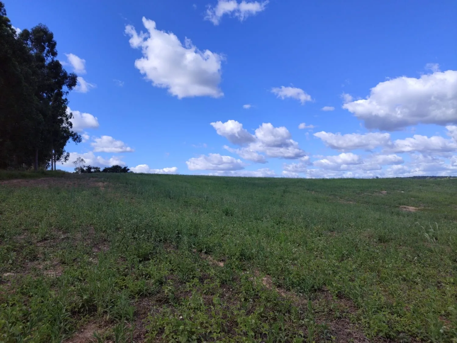 FAZENDA CAFEEIRA COM GRANJA DE SUÍNOS EM PATROCÍNIO/MG