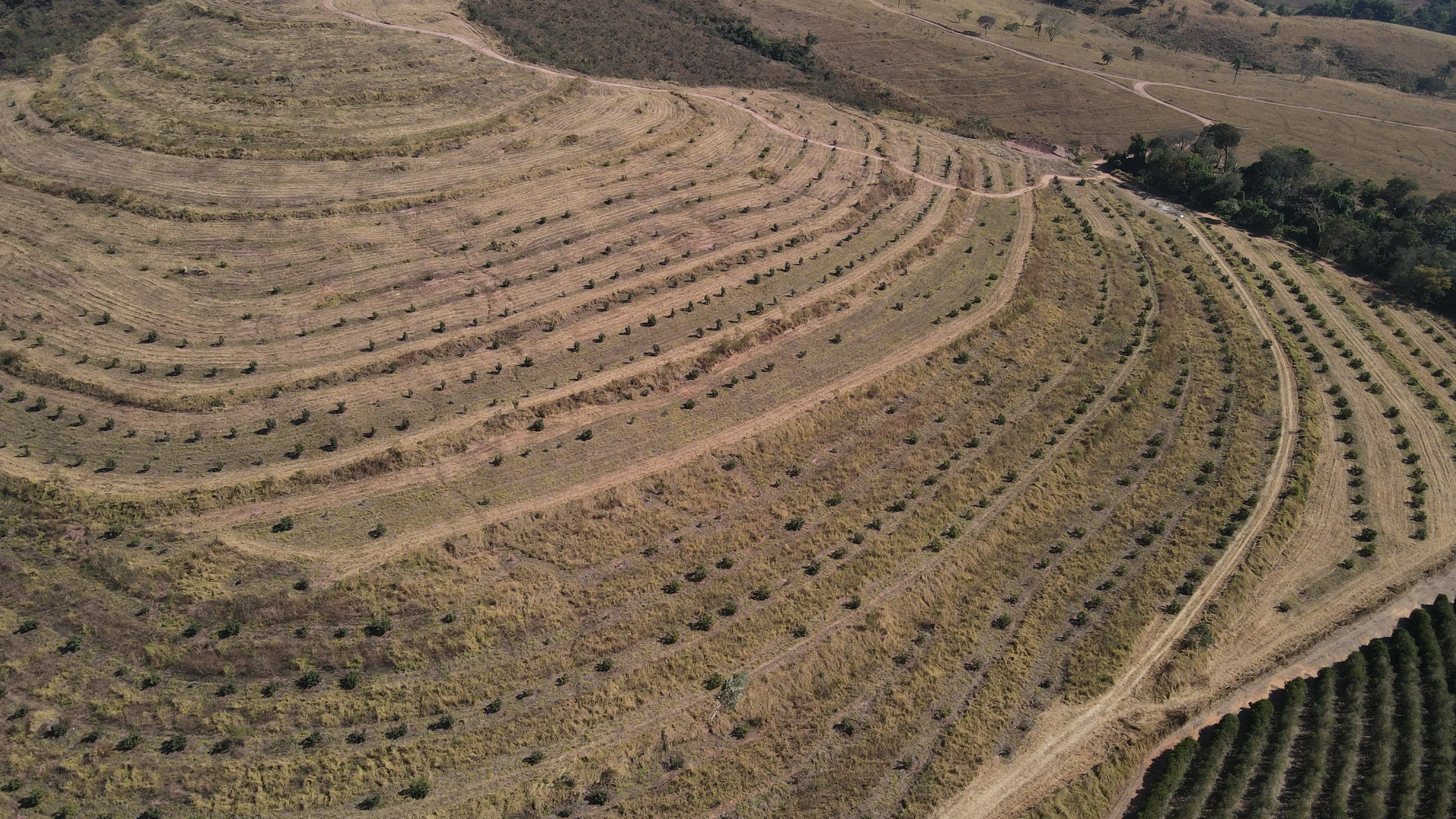 FAZENDA PARA PRODUÇÃO DE ABACATE EM PATROCÍNIO/MG