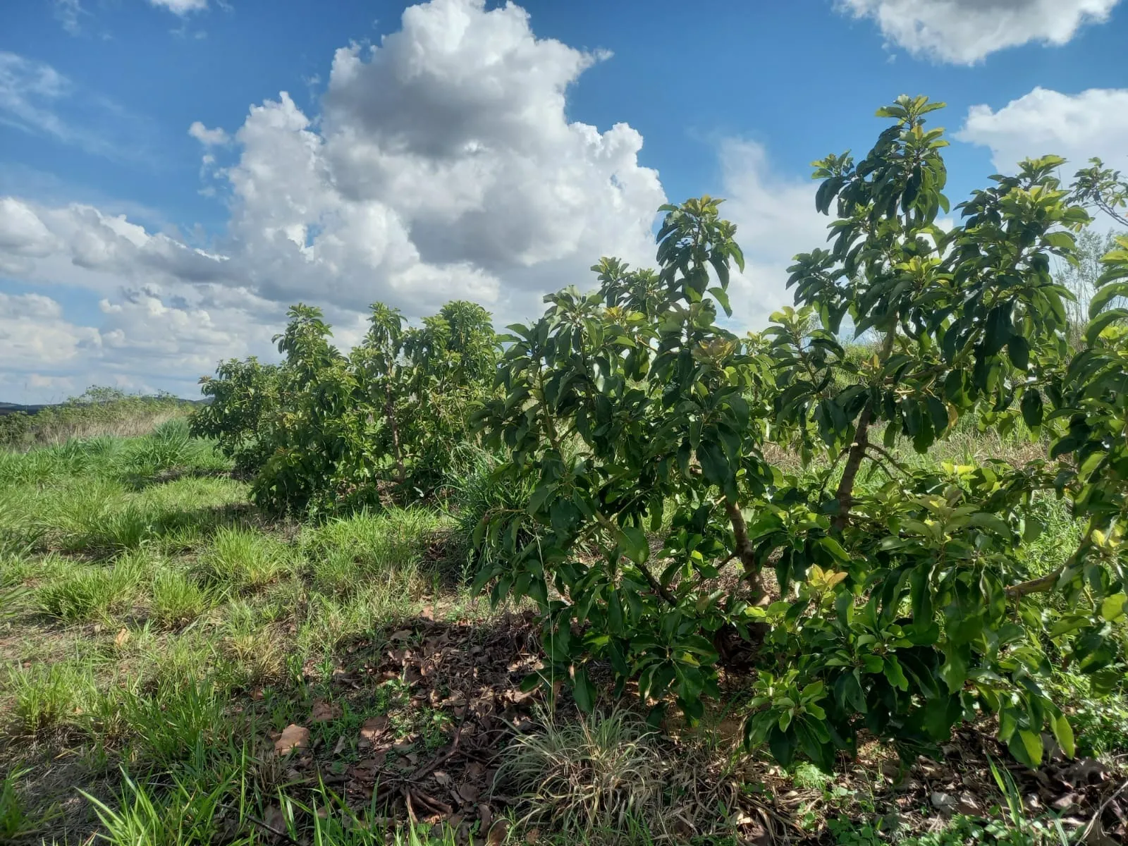 FAZENDA PARA PRODUÇÃO DE ABACATE EM PATROCÍNIO/MG