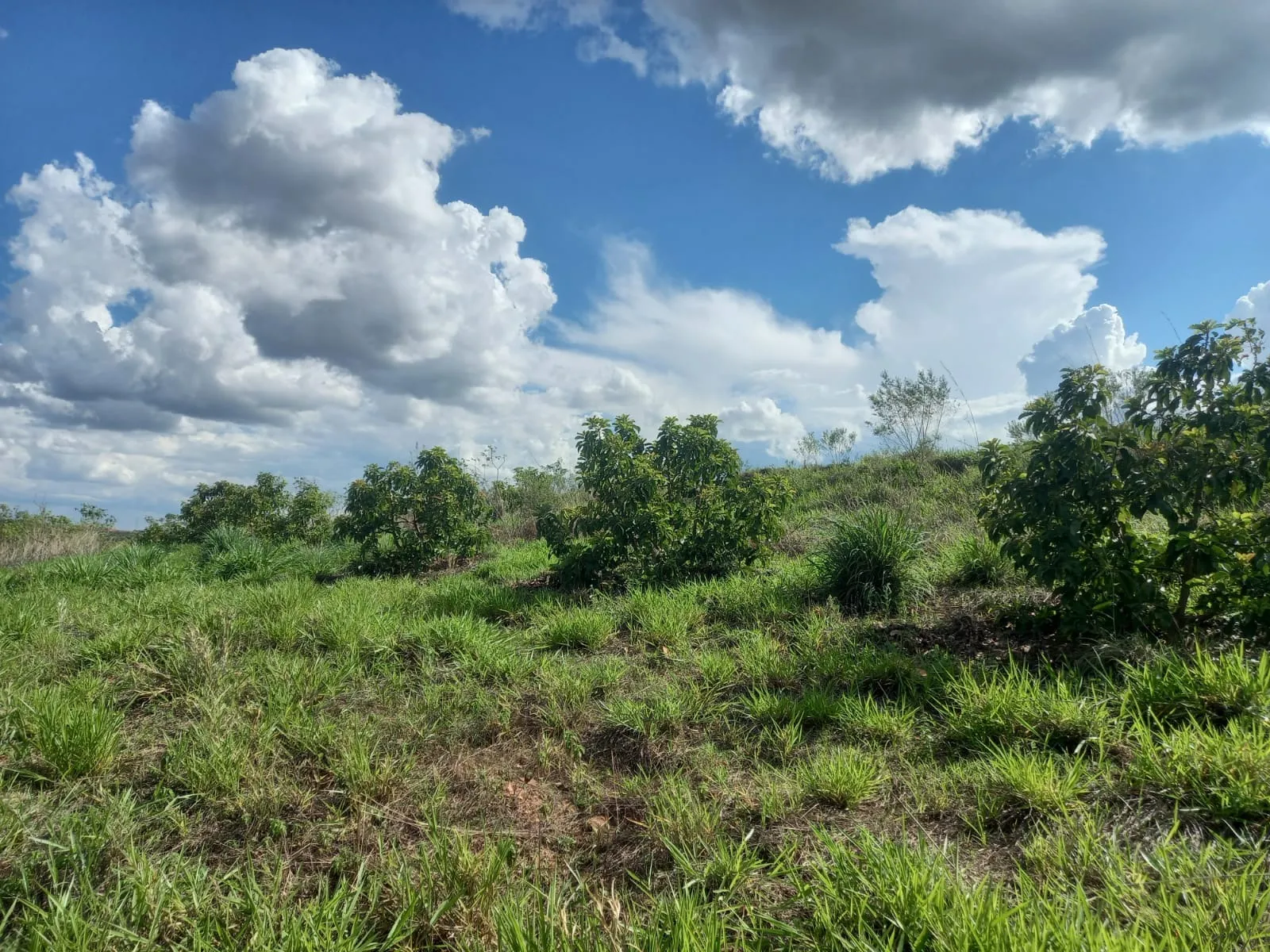 FAZENDA PARA PRODUÇÃO DE ABACATE EM PATROCÍNIO/MG