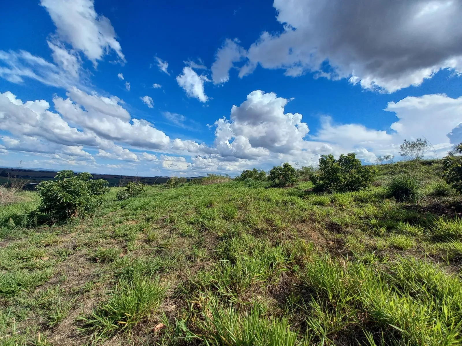 FAZENDA PARA PRODUÇÃO DE ABACATE EM PATROCÍNIO/MG