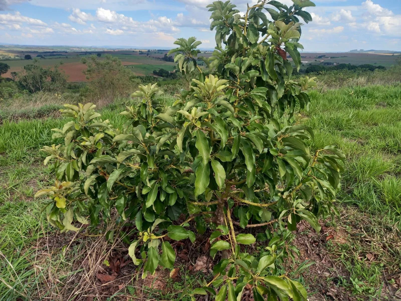 FAZENDA PARA PRODUÇÃO DE ABACATE EM PATROCÍNIO/MG