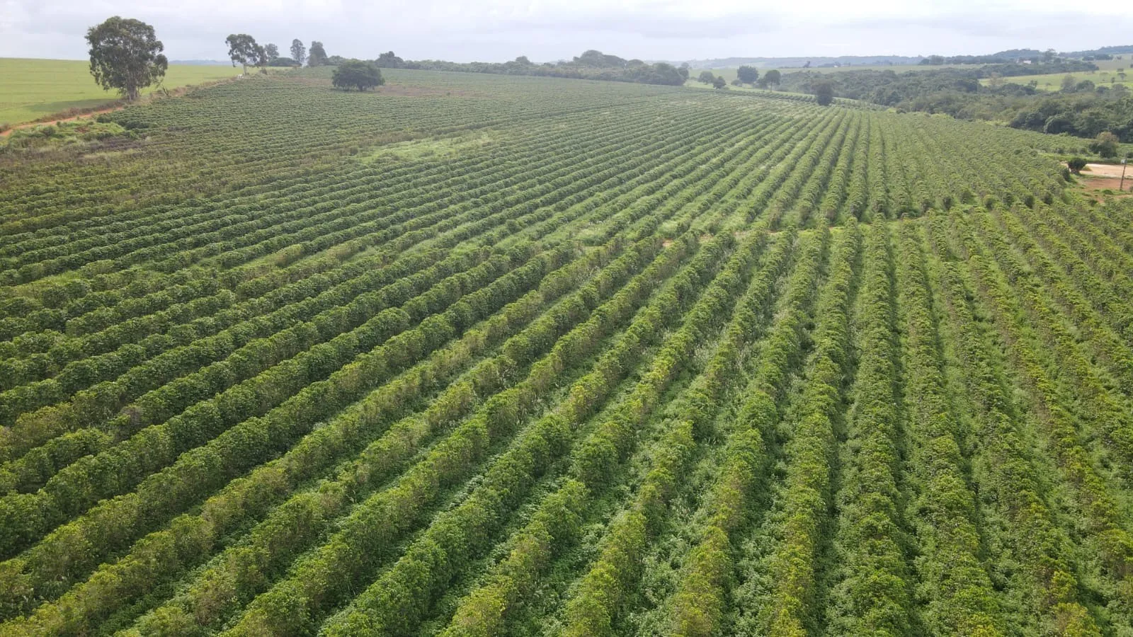 EXCELENTE FAZENDA CAFEEIRA EM PATROCÍNIO-MG