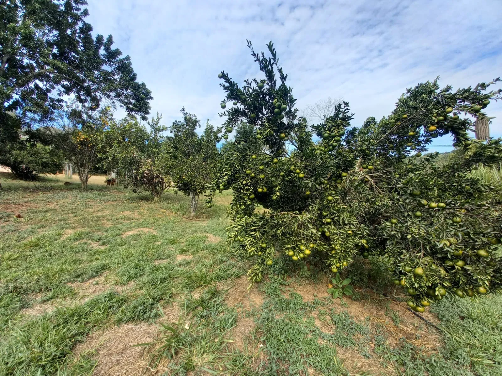 FAZENDA EM CERRADO PARA INVESTIMENTO EM PATROCÍNIO/MG