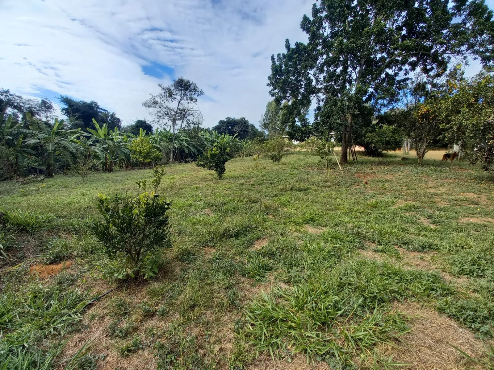 FAZENDA EM CERRADO PARA INVESTIMENTO EM PATROCÍNIO/MG