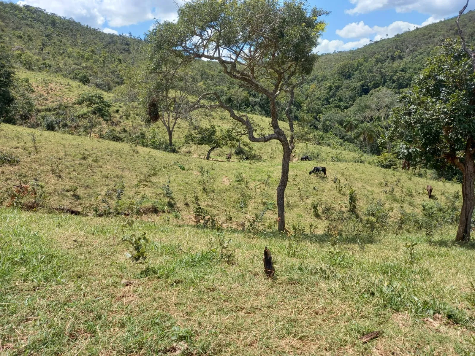 Belo sítio próximo a comunidade de Martins, em Patrocínio/MG